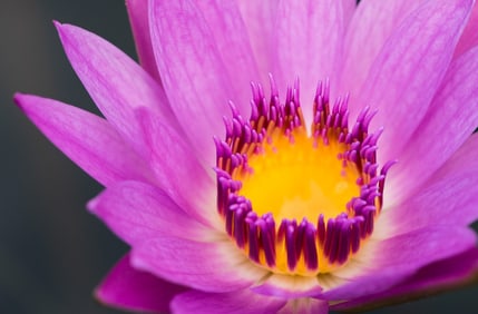 Tropical Water Lily - Metal Print by Glenn Stokes