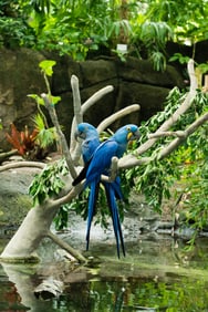 Two Hyacinth Macaws - Metal Print by Glenn Stokes