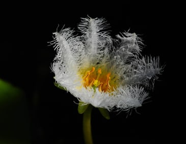 Water Snowflake Flower - Metal Print by Glenn Stokes