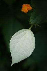 White Mussaenda - Metal Print by Glenn Stokes