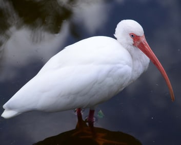 White Ibis - Metal Print by Glenn Stokes