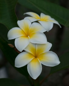 Yellow and White Plumeria - Metal Print by Glenn Stokes