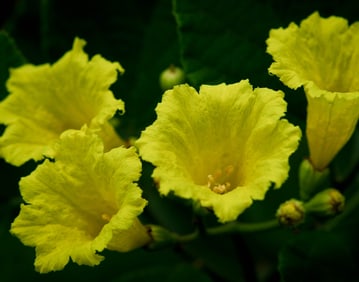 Yellow Geiger Flowers - Metal Print by Glenn Stokes