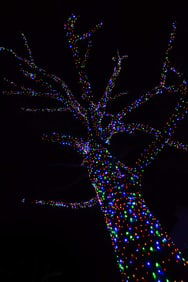 Tree with Christmas Lights - Metal Print by Glenn Stokes