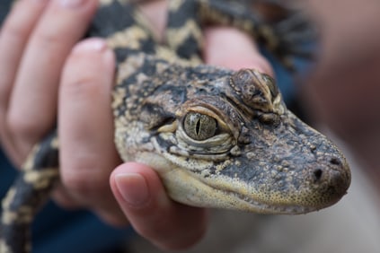Baby Gator - Metal Print by Glenn Stokes