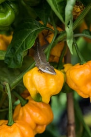 Lizard on Habanero Pepper - Metal Print by Glenn Stokes