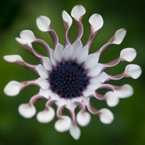 Osteospermum White Bliss - Metal Print by Glenn Stokes