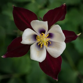 Columbine  Flower - Metal Print by Glenn Stokes