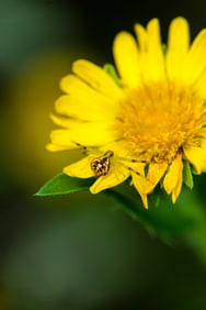 Yellow Flower and Spider - Metal Print by Glenn Stokes