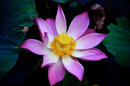 Pink Water Lotus - Metal Print by Glenn Stokes
