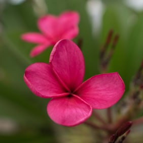 Red Plumeria - Metal Print by Glenn Stokes