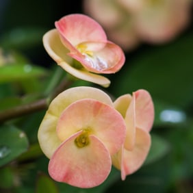 Euphorbia 'Dinni' Flowers - Metal Print by Glenn Stokes