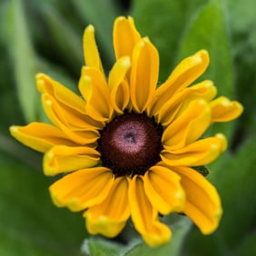 Rudbeckia Indian Summer Flowers - Metal Print by Glenn Stokes