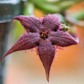 Stapelia schinzii Flower - Metal Print by Glenn Stokes