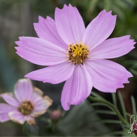 Pink Cosmos Flower - Metal Print by Glenn Stokes