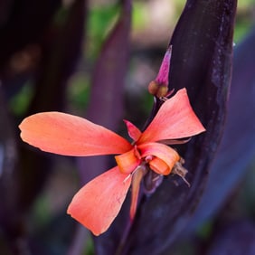 Canna indica Flower - Metal Print by Glenn Stokes