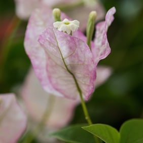 Bougainvillea Flower - Metal Print by Glenn Stokes