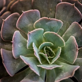 Echeveria 'Pink Frills' Leaves - Metal Print by Glenn Stokes