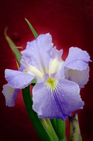Louisiana Iris - Metal Print by Glenn Stokes