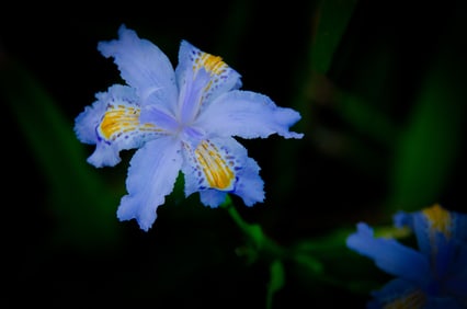 Dwarf Crested Iris - Metal Print by Glenn Stokes