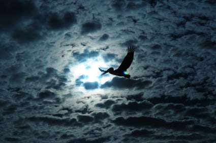 Pelican in Flight - Metal Print by Glenn Stokes