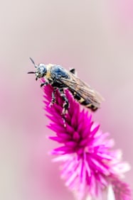 Bee on Prince's Flower - Metal Print by Glenn Stokes