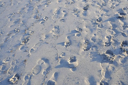 Footprints in Sand Gulf Shores AL - Metal Print by Glenn Stokes