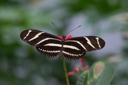 Heliconius Zebra Butterfly - Metal Print by Glenn Stokes