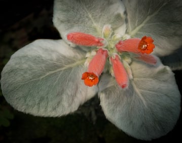 Brazilian Edelweiss Flowers and Leaves - Metal Print by Glenn Stokes