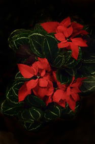 Poinsettia and Calatheas Christmas Arrangement - Metal Print by Glenn Stokes