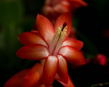Red Christmas Cactus Flower - Metal Print by Glenn Stokes