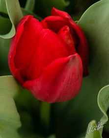 Red Tulip Flower - Metal Print by Glenn Stokes