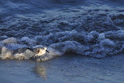 Sandpiper in Surf - Metal Print by Glenn Stokes