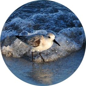 Sandpiper in Surf (Fisheye) - Metal Print by Glenn Stokes