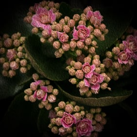 Waiting to Bloom Pink Kalanchoe  - Metal Print by Glenn Stokes