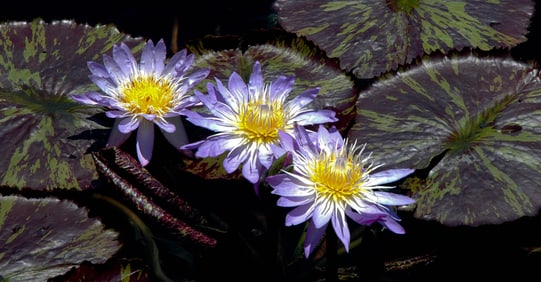 Water Lily Trio - Metal Print by Glenn Stokes
