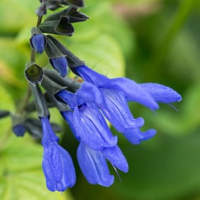 Salvia guaranitica Flowers - Metal Print by Glenn Stokes