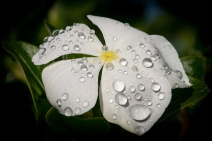White Vinca Flower - Metal Print by Glenn Stokes