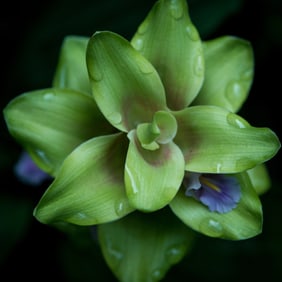 Curcuma 'Chocolate Zebra' - Metal Print by Glenn Stokes