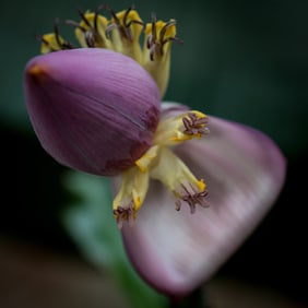 Bordelon Banana Flower - Metal Print by Glenn Stokes