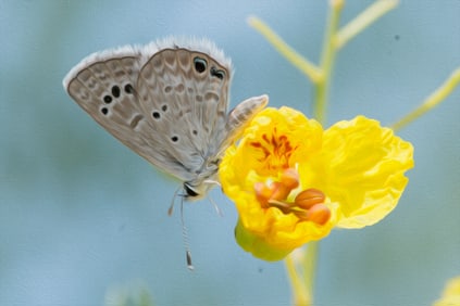 Skipper Butterfly on Yellow Flower - Metal Print by Glenn Stokes