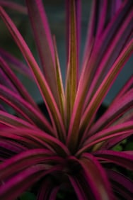 Variegated Pineapple Leaves - Metal Print by Glenn Stokes