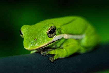 Green Tree Frog - Metal Print by Glenn Stokes