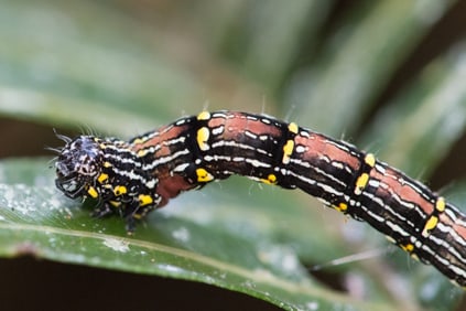 Caterpillar - Metal Print by Glenn Stokes