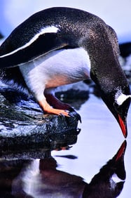 Penguin in Antarctica - Metal Print by Glenn Stokes