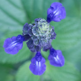 Blue Salvia Flower - Metal Print by Glenn Stokes