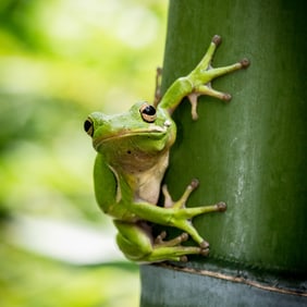 Green Tree Frog on Bamboo - Metal Print by Glenn Stokes