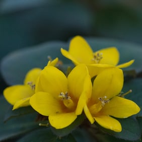 Golden Globe Flowers - Metal Print by Glenn Stokes