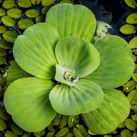 Water Lettuce - Metal Print by Glenn Stokes