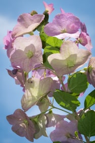 Hollyhock in the Sun - Metal Print by Glenn Stokes